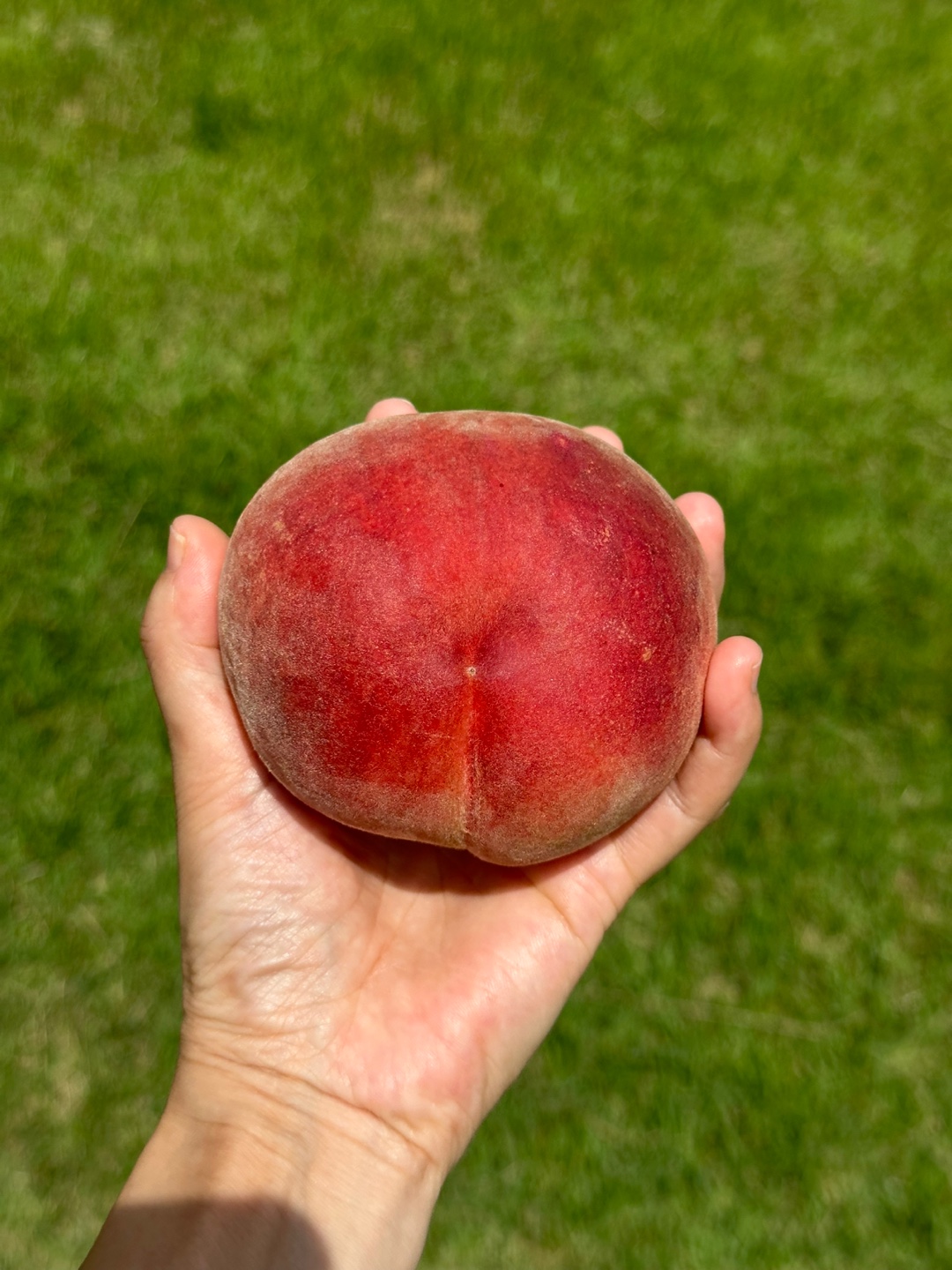 말랑백도 H2