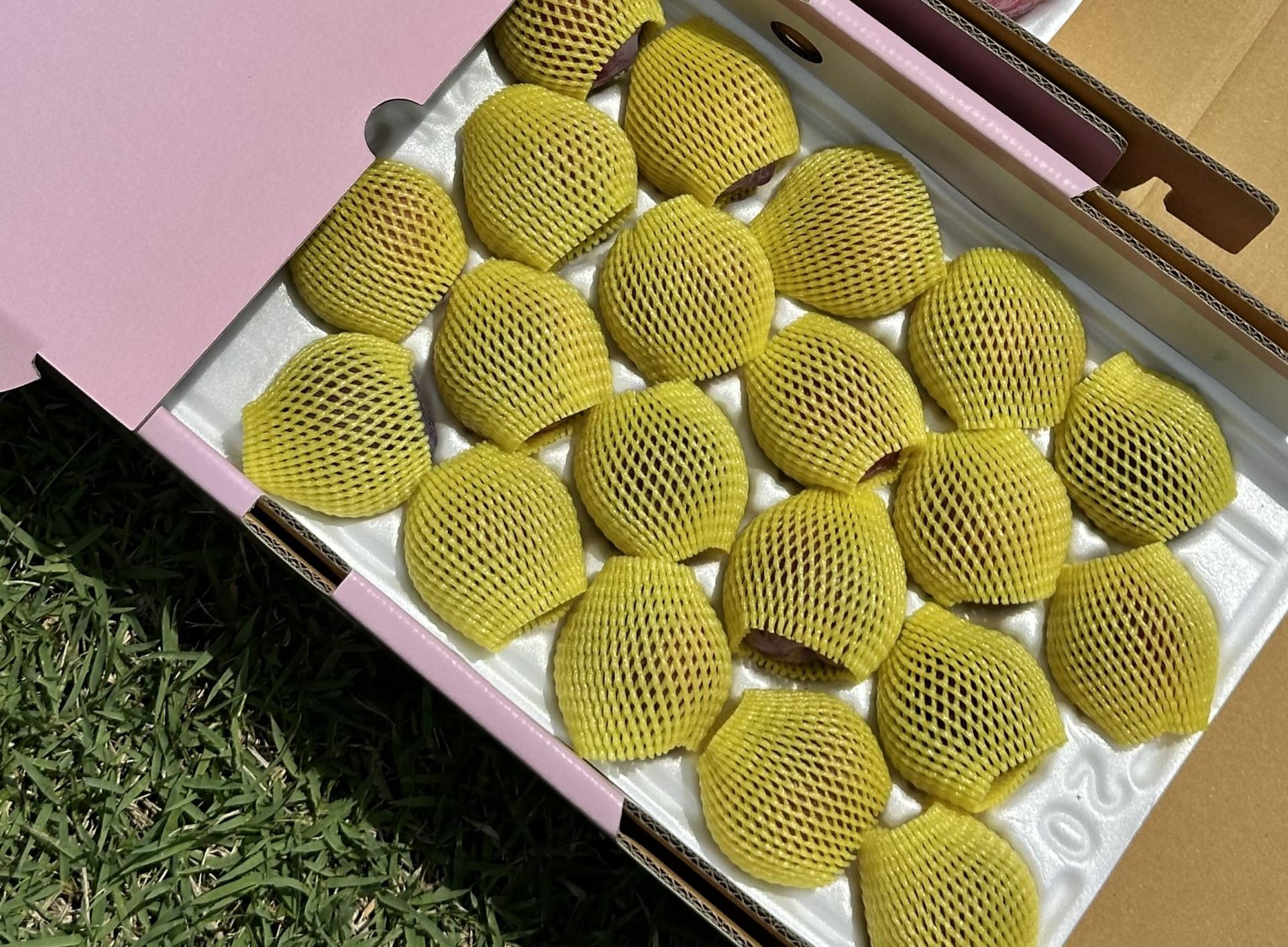 조아 자두
