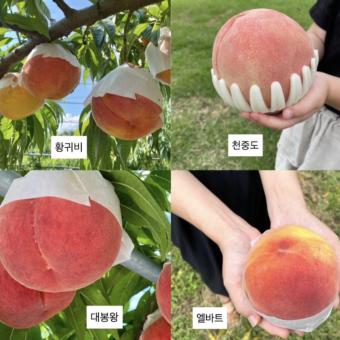 2차 정기배송