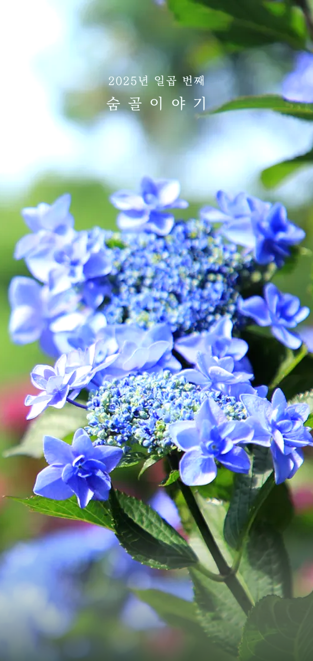 df9a28cb6081b.png