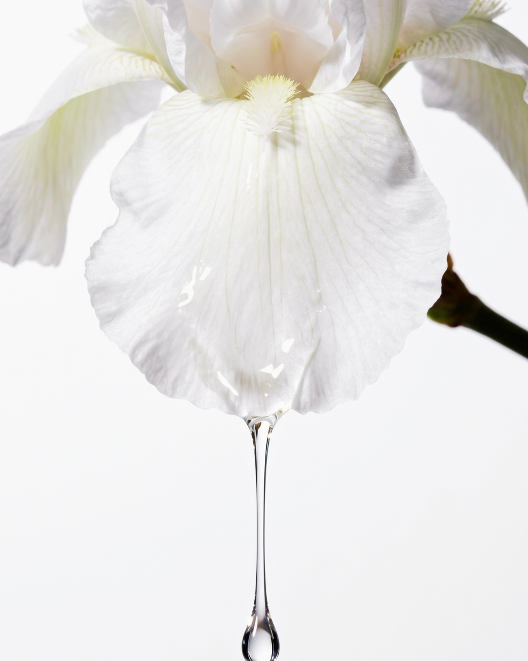 퍼퓸 샤워시트 WHITE CLASSIC
