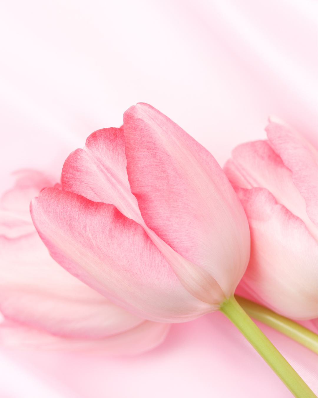 퍼퓸 샤워시트 PINK BLOOM