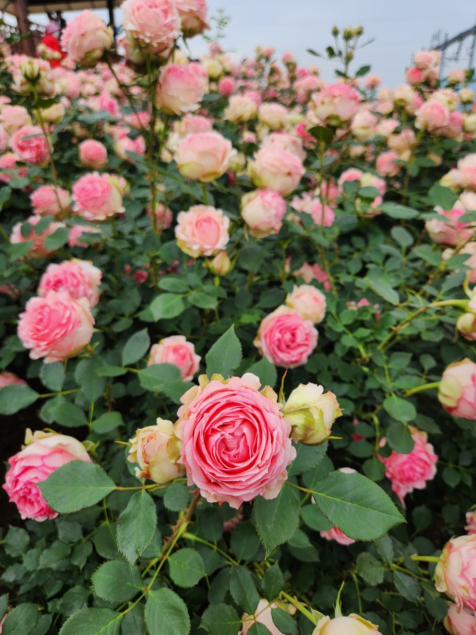 a6832e390db10.jpg