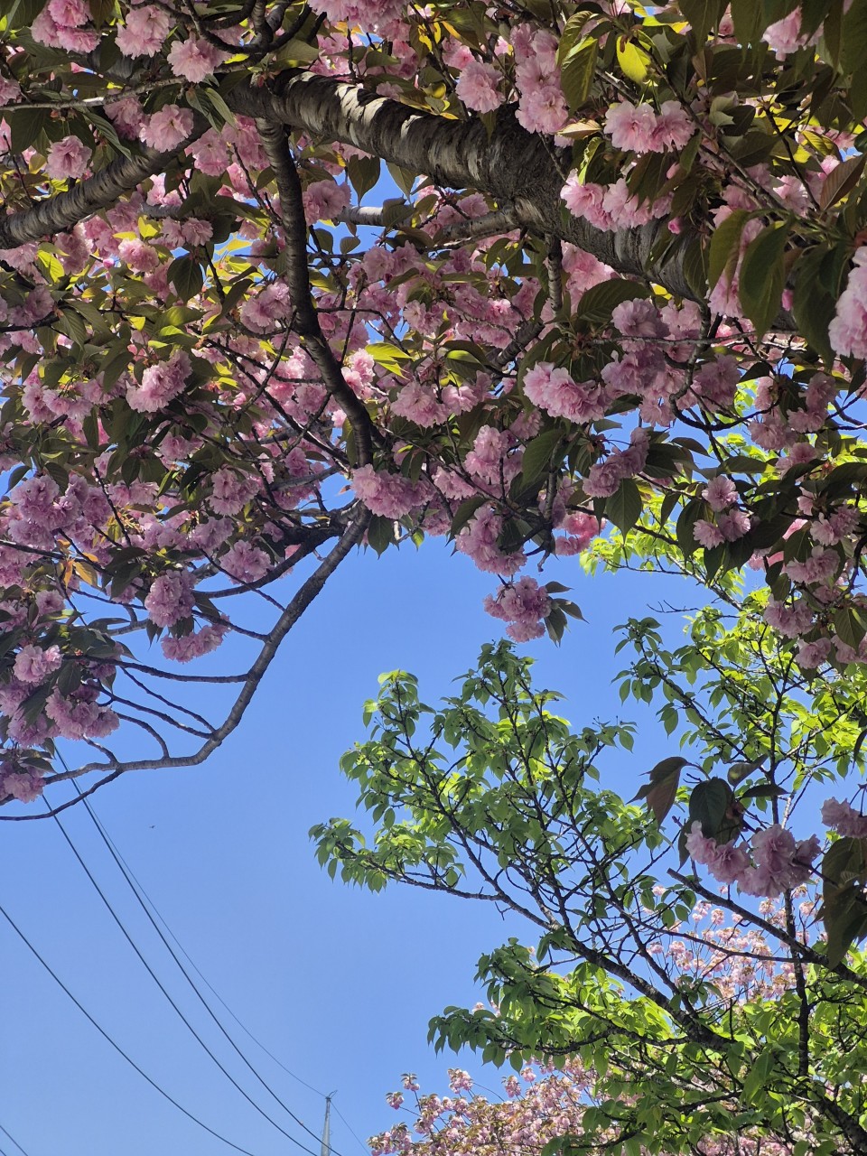 c8d17fc4665ed.jpg