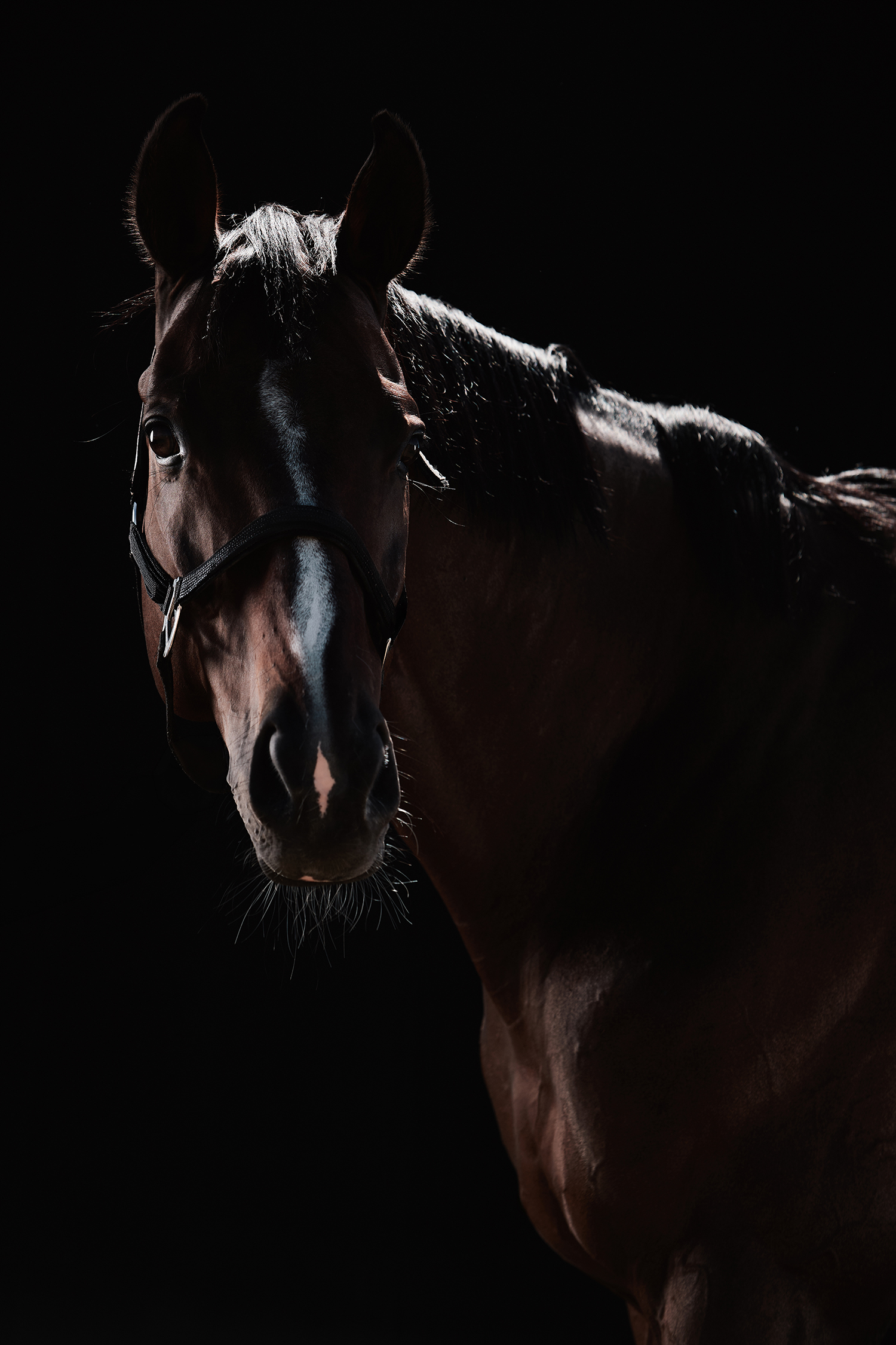 Horse Photography & Lighting | 원데이 클래스