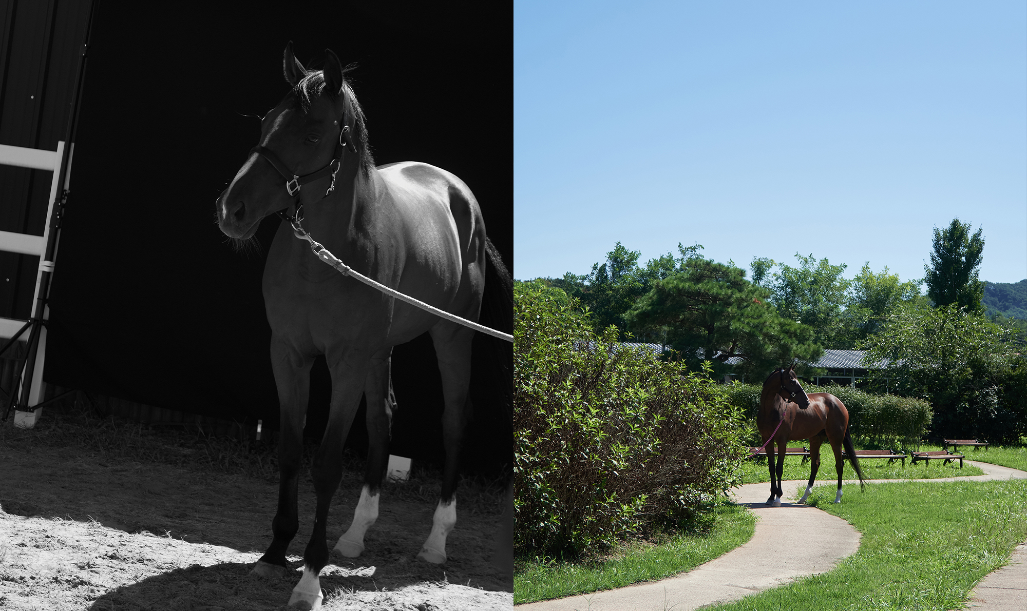 Horse Photography & Lighting | 원데이 클래스