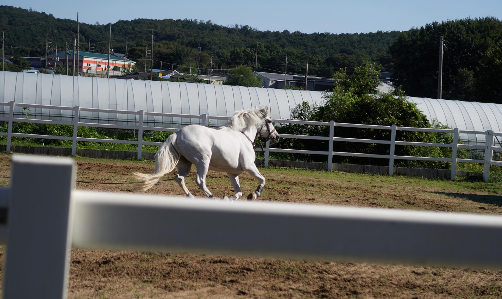 Horse Photography & Lighting | 원데이 클래스