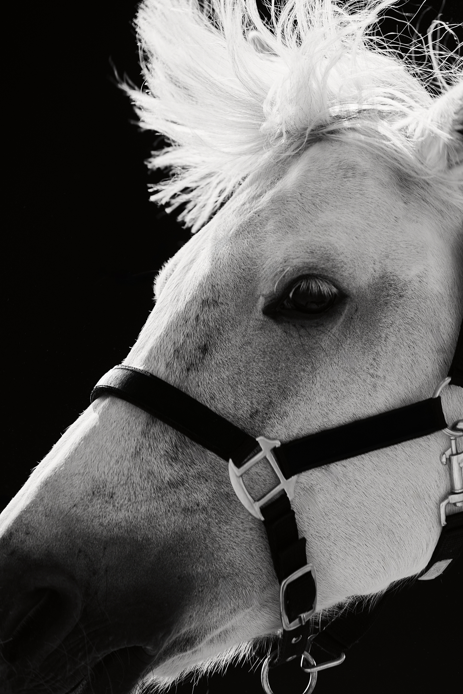 Horse Photography & Lighting | 원데이 클래스