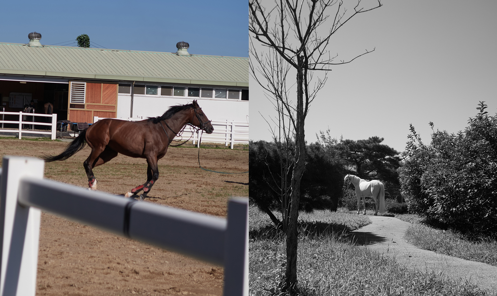 Horse Photography & Lighting | 원데이 클래스