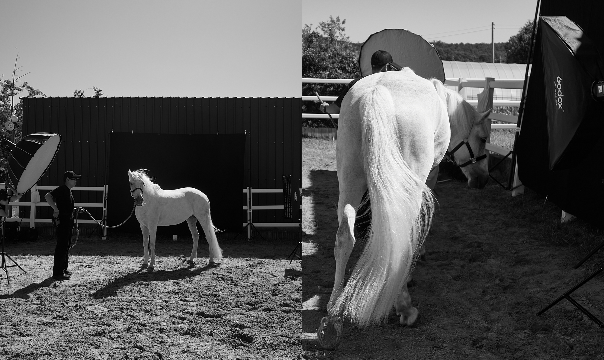 Horse Photography & Lighting | 원데이 클래스