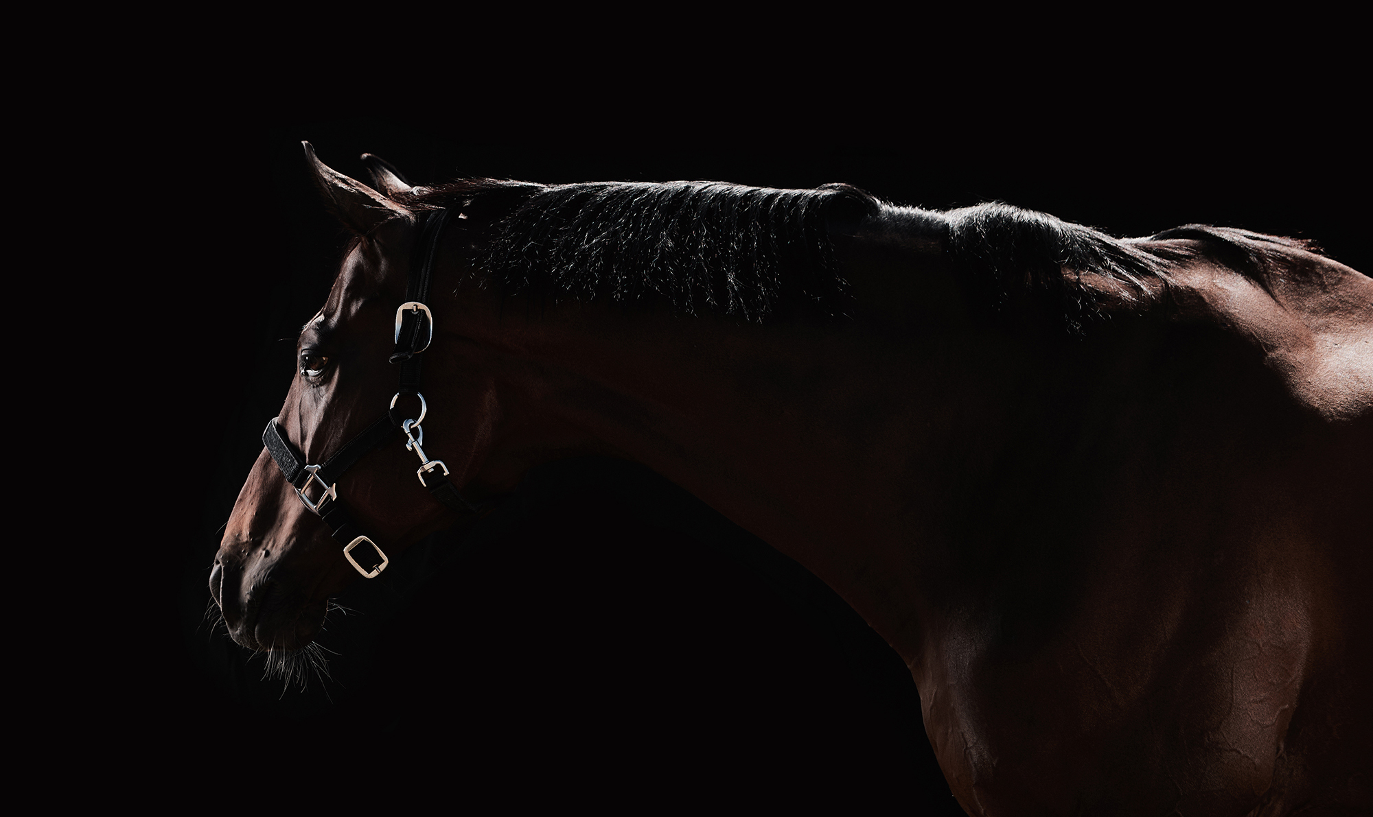 Horse Photography & Lighting | 원데이 클래스