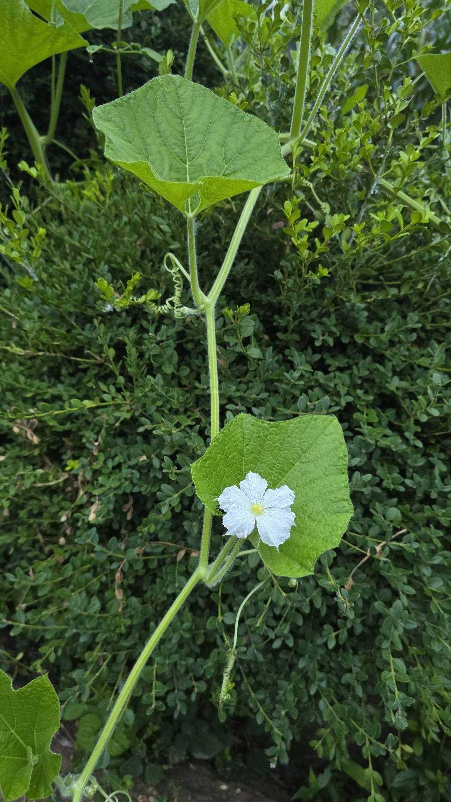 55e7eaba15510.jpg