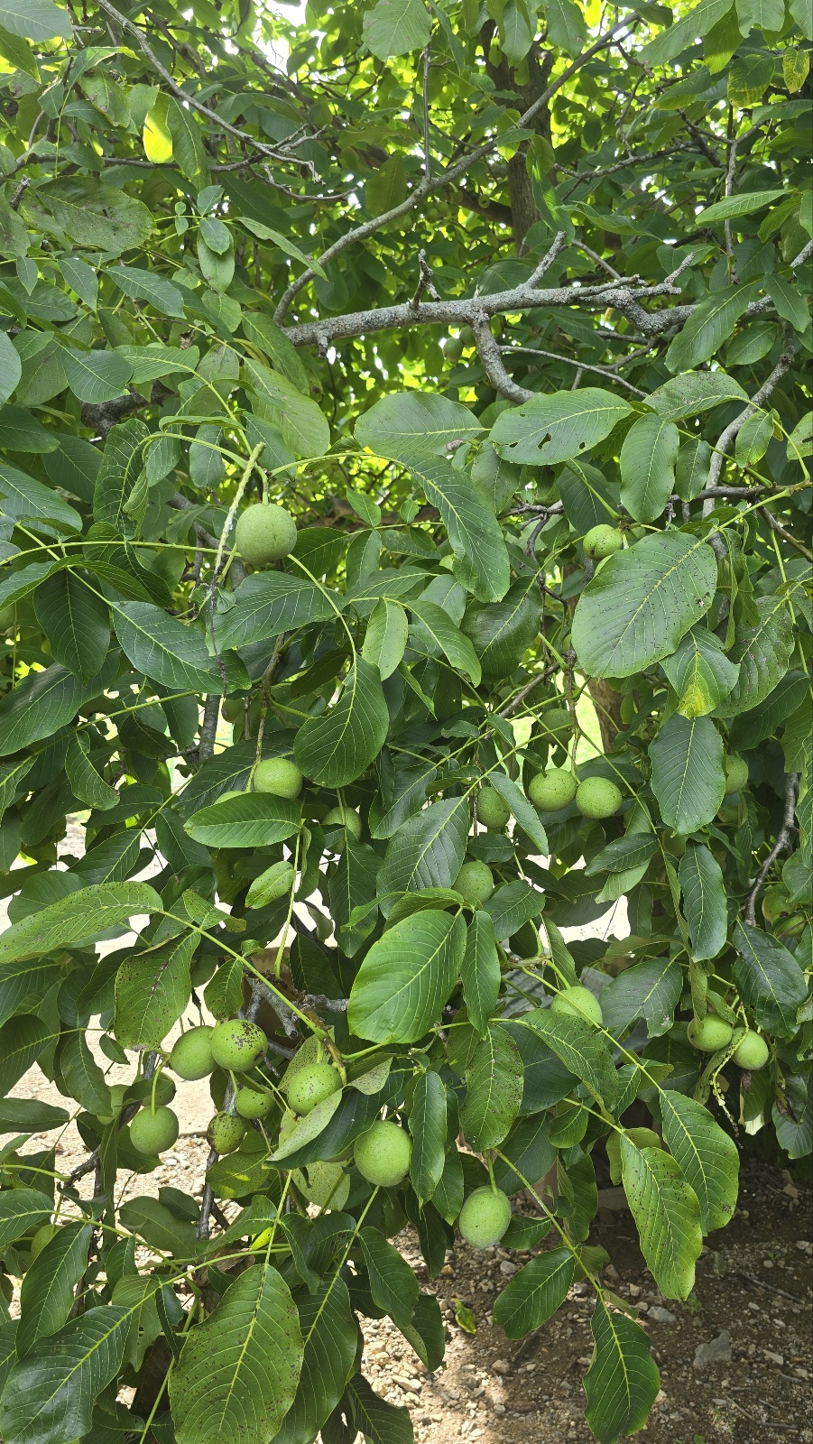 78f37f638af15.jpg