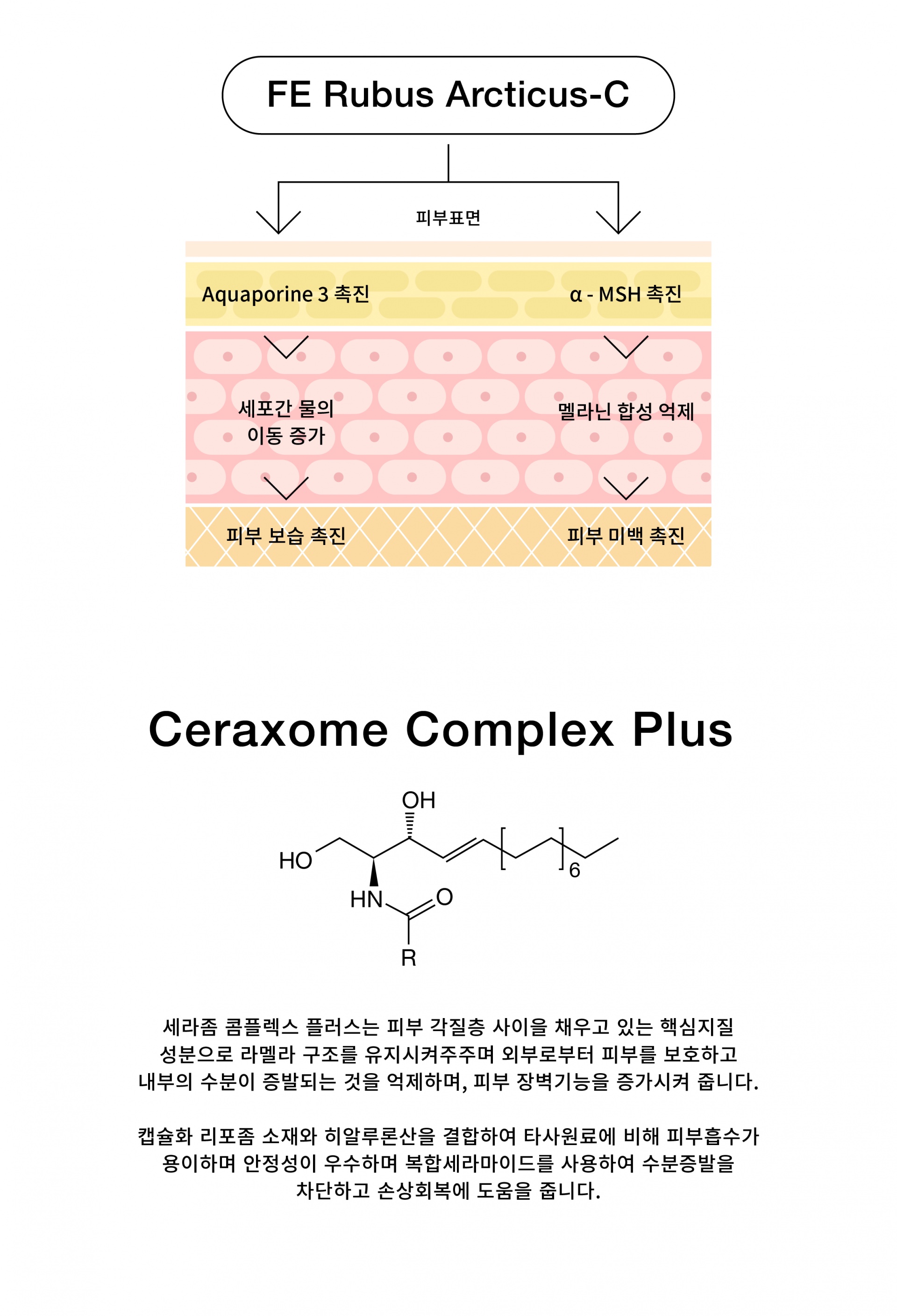 complex wrapping cream : 시티스 CitiiS