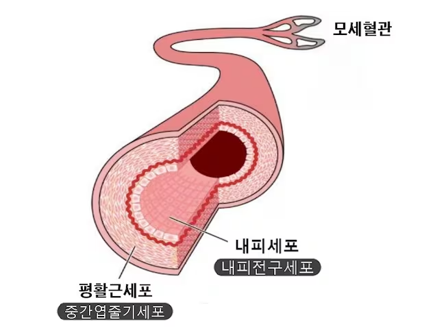 동맥 혈관의 구조 그림./엘피스셀테라퓨틱스