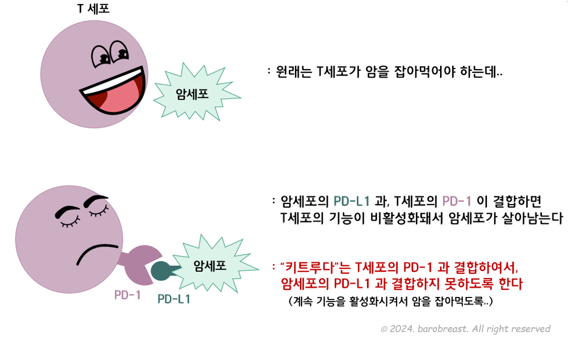 키트루다는 T세포의 PD-1과 결합하여서, 암세포의 PD-L1이 T세포에 못달라붙게 만드는 약입니다.