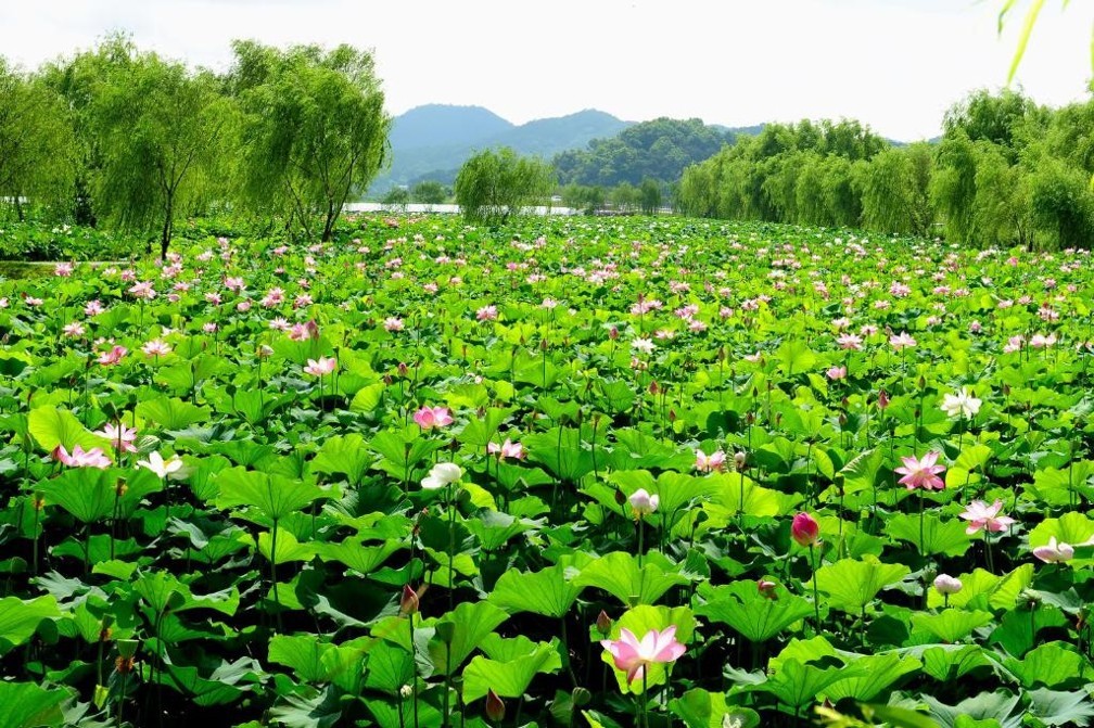 충남/부여 롯데스카이cc 1박2일 26년 10월
