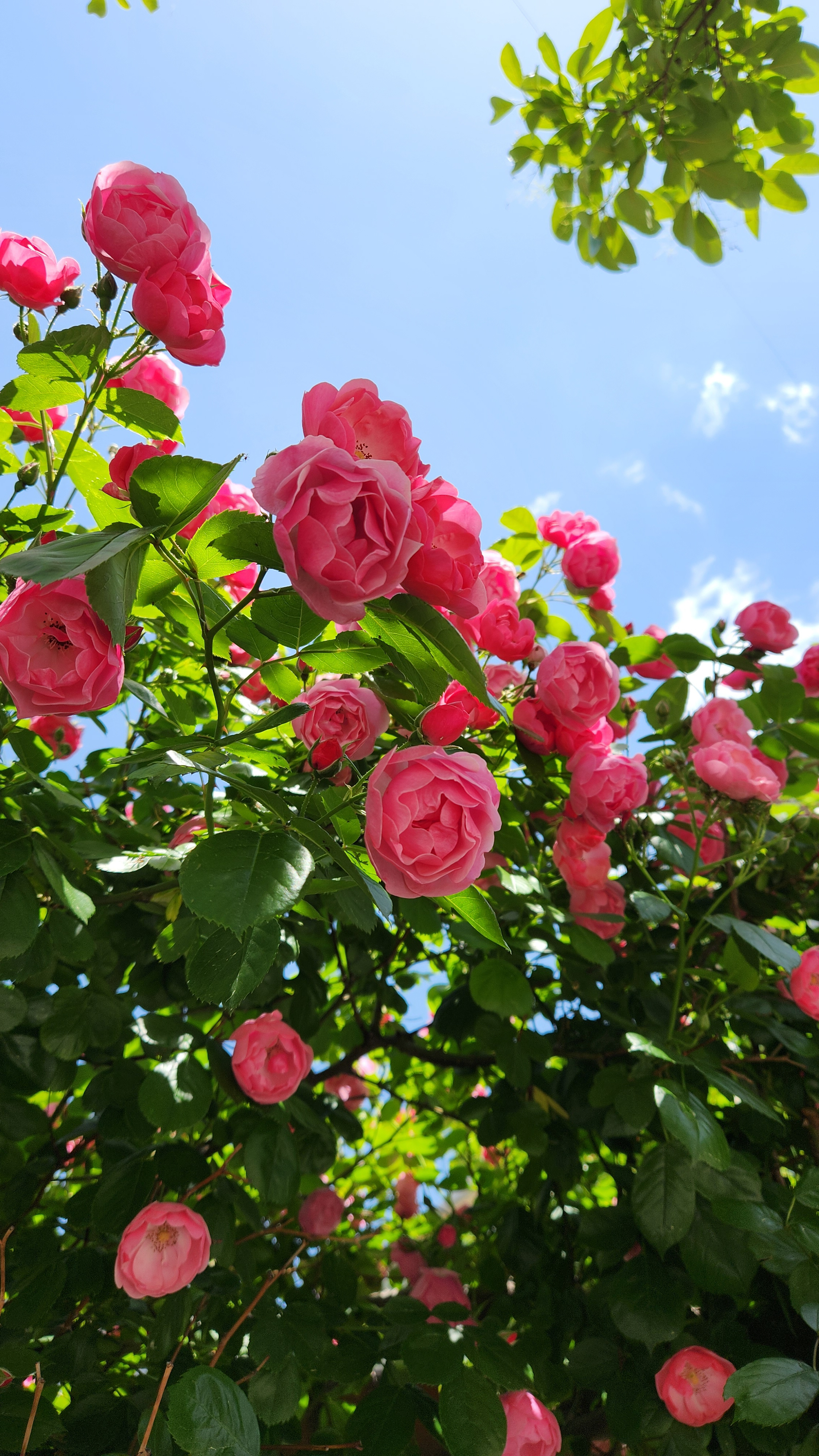 579a764cacf73.jpg