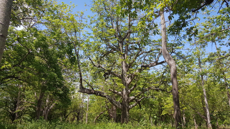 2190c31c08792.jpg