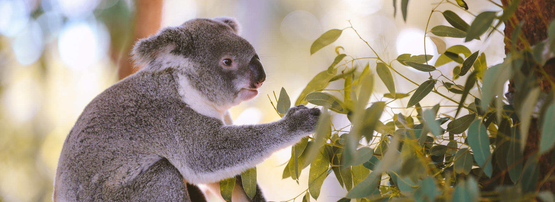 골드코스트 & 커럼빈