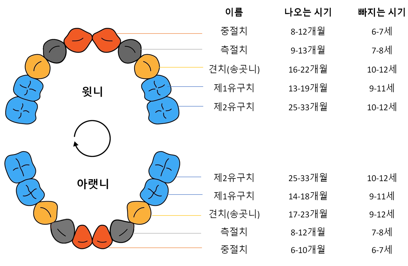 유치와 영구치, 언제 나올까요? 🦷😊 : 덴탈피디아 정보