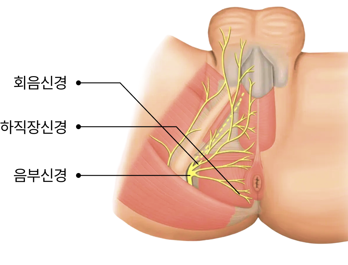항문거근증후군 항문신경의 구성