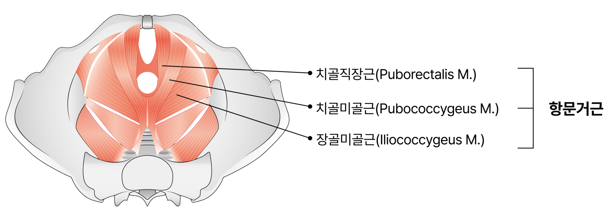 항문거근증후군 항문거근의 구성