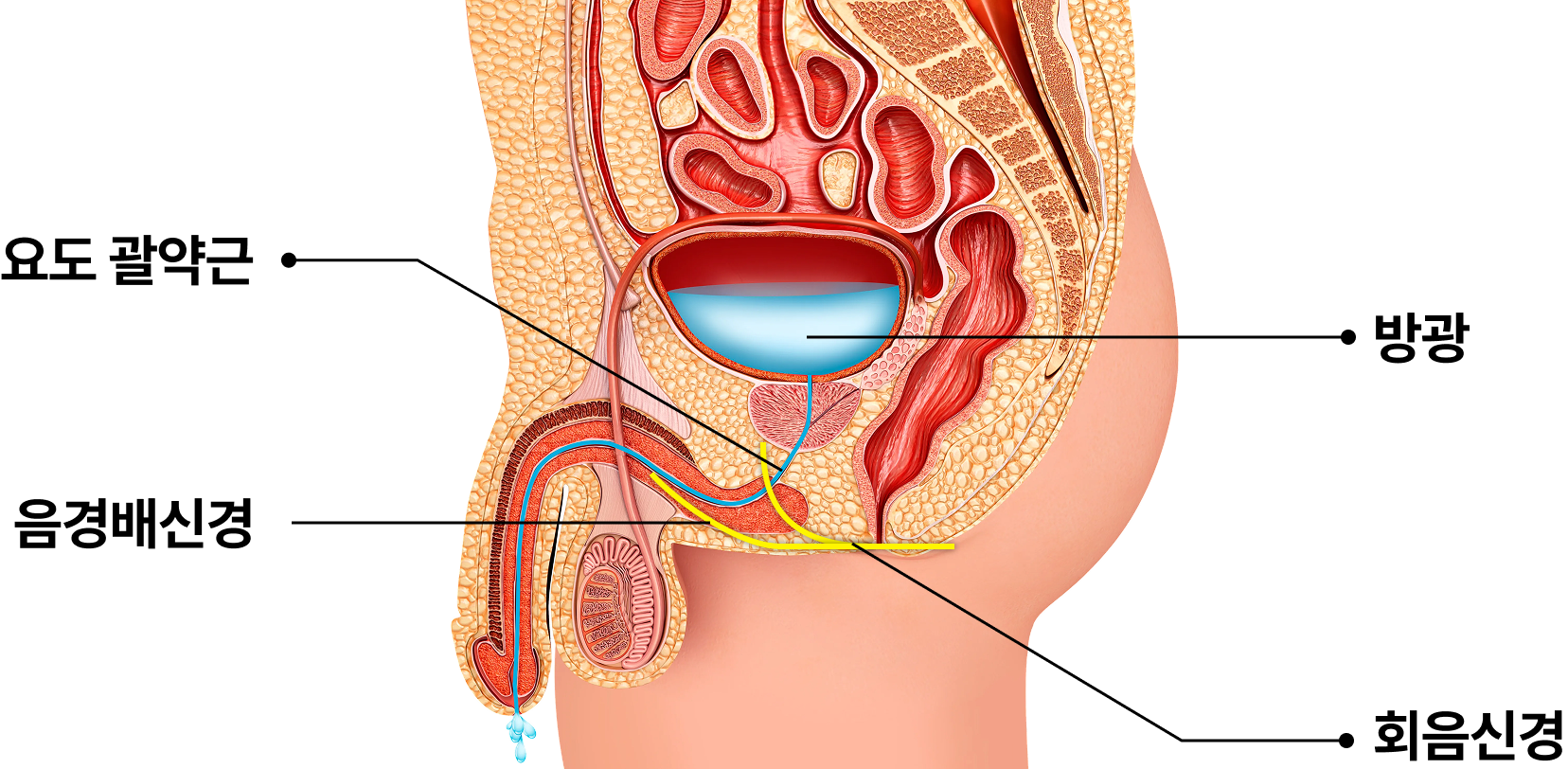 남성 기능 질환 - 배뇨장애 해부학 이미지