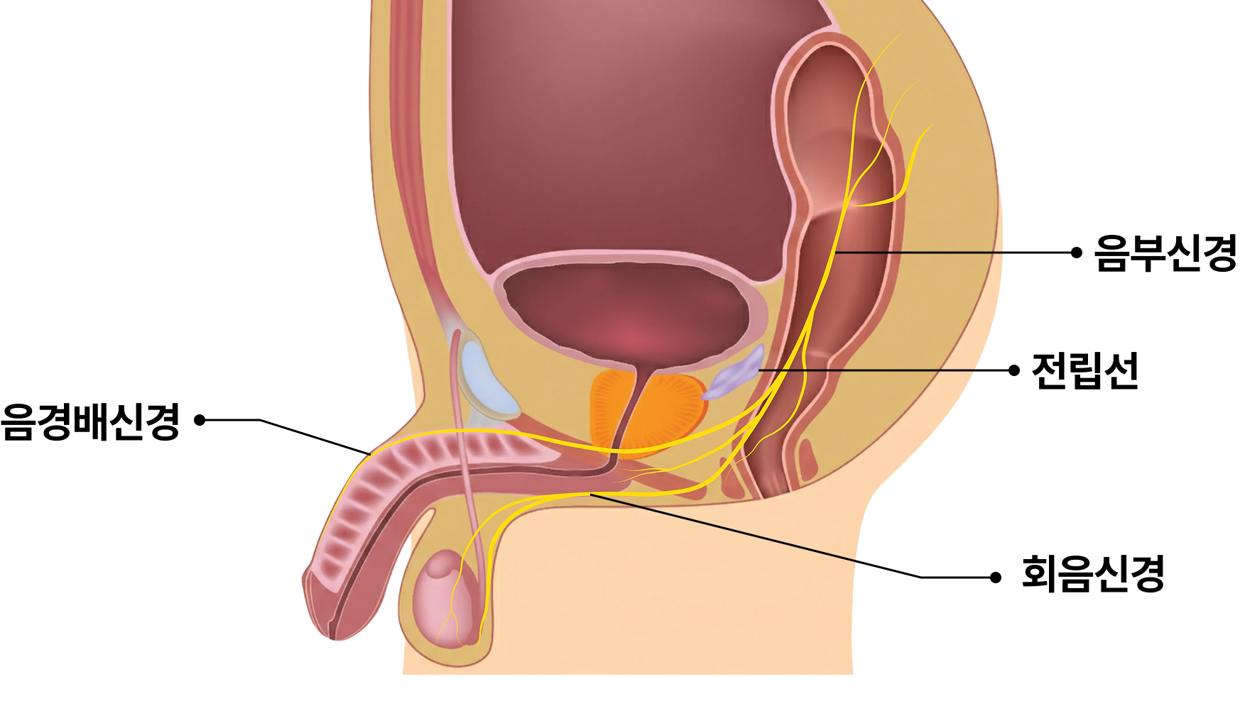 남성 질환 - 만성전립선염 해부학 이미지