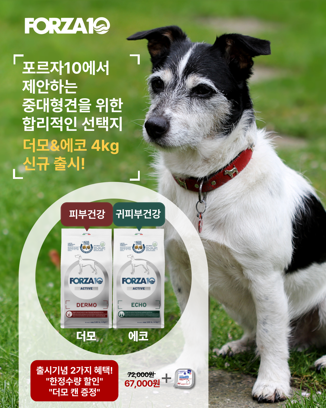 포르자10 더모&에코 중대형견용 4kg 신규 출시