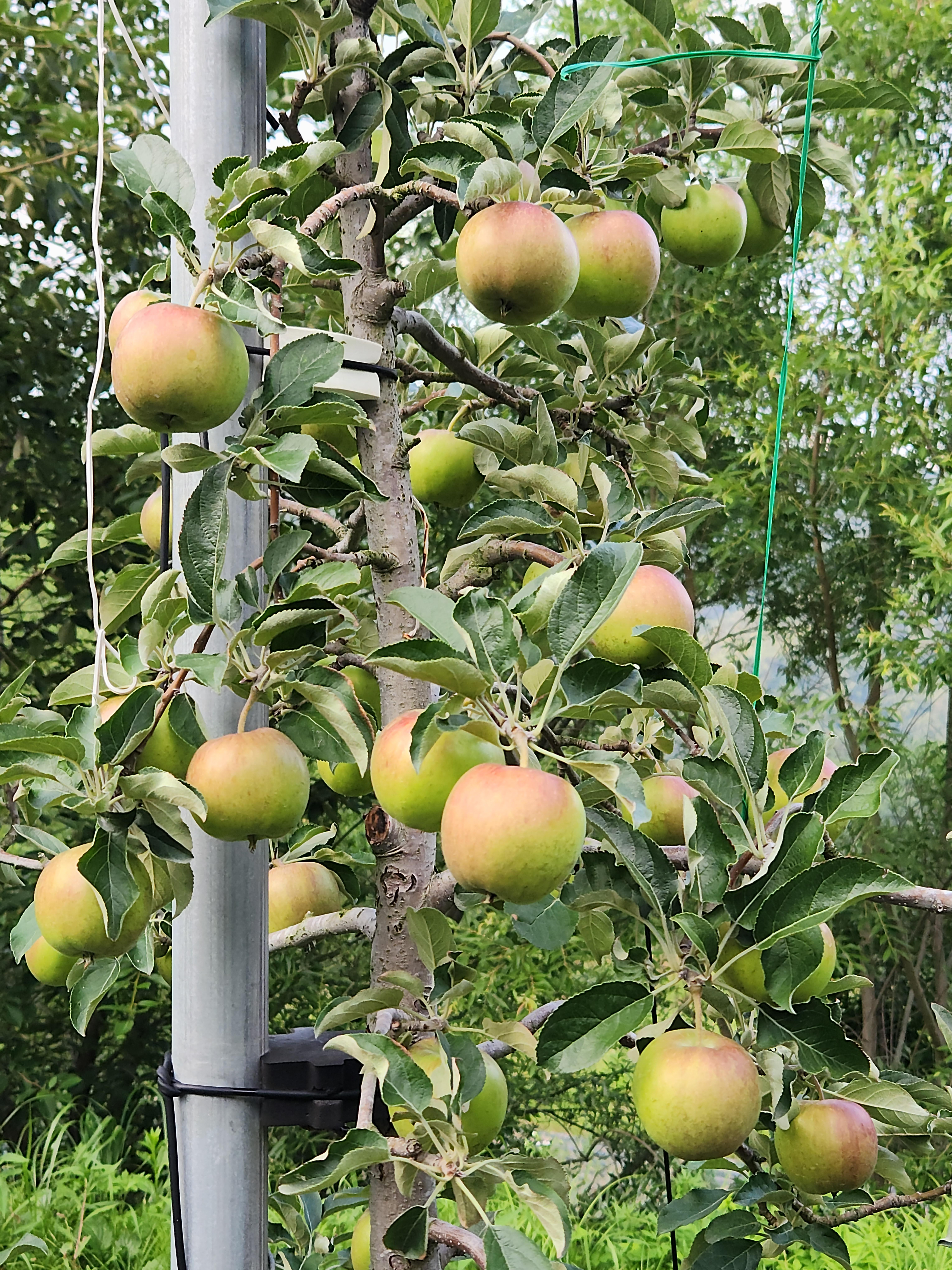 6a515cf967cc4.jpg