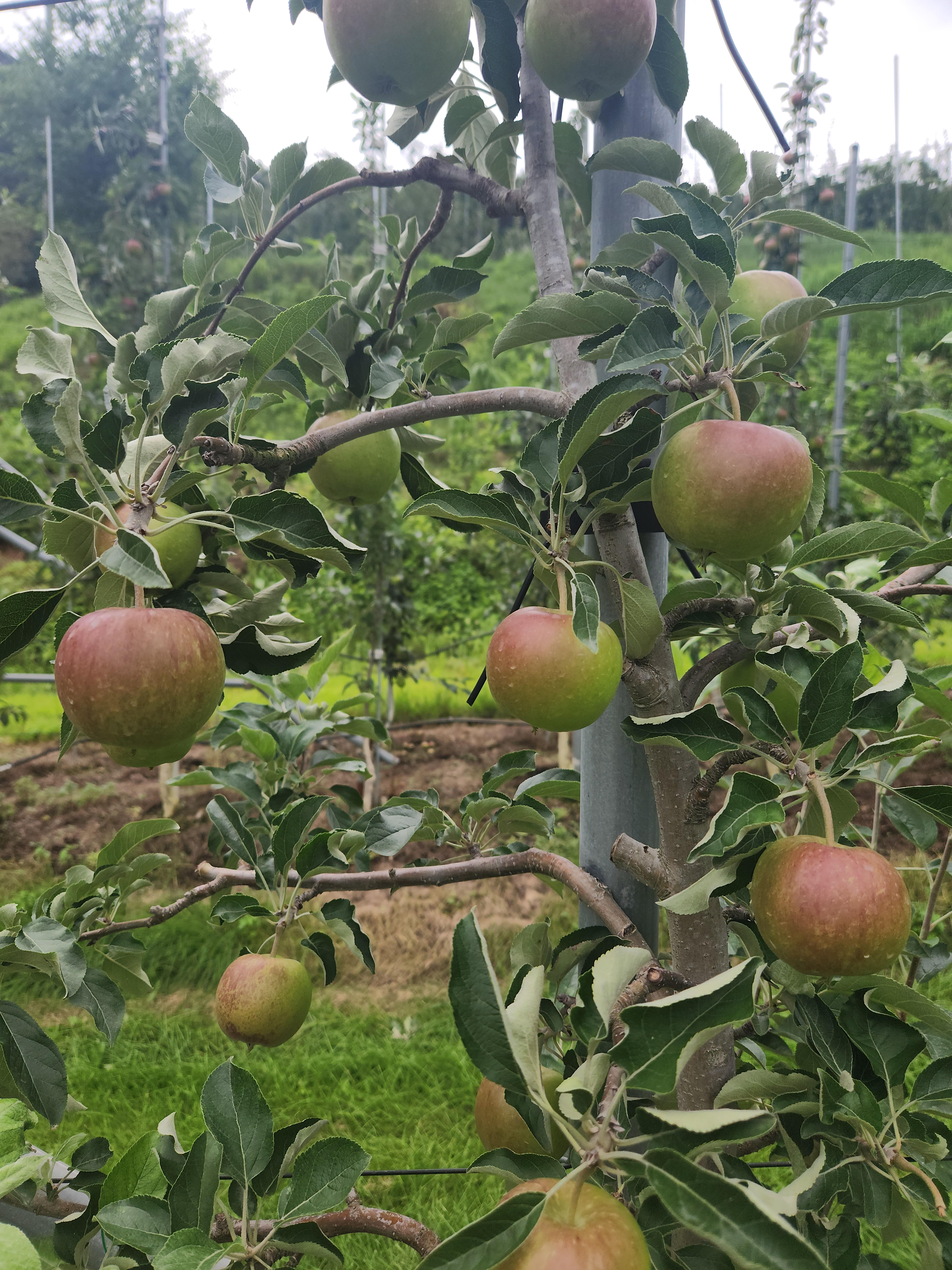e4587050d9242.jpg