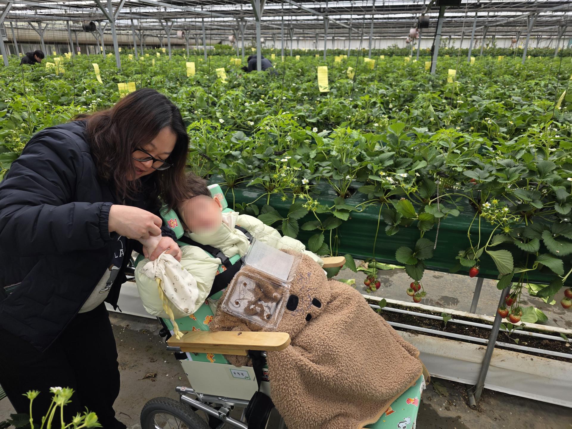 딸기를 수확하고 있는 이용자와 직원