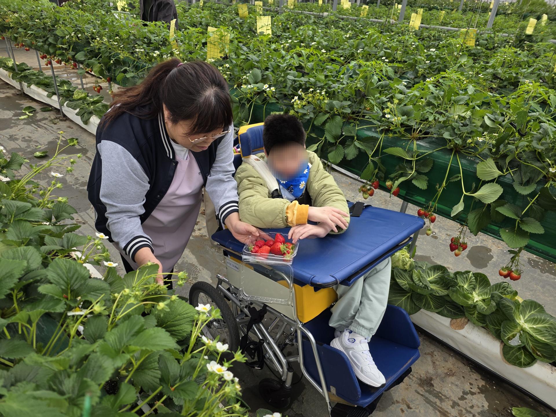 딸기를 수확하고 있는 이용자와 직원
