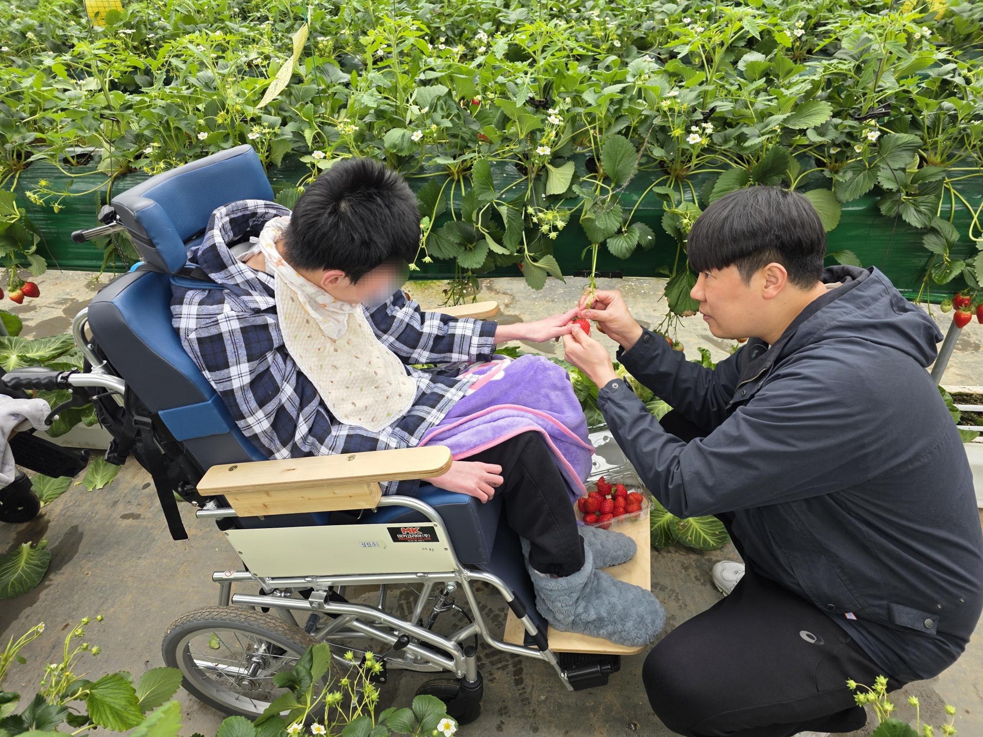 딸기를 수확하고 있는 이용자와 직원