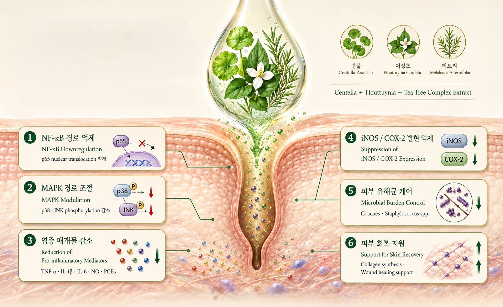 Cooling Resting Essence 작용기전 도식
