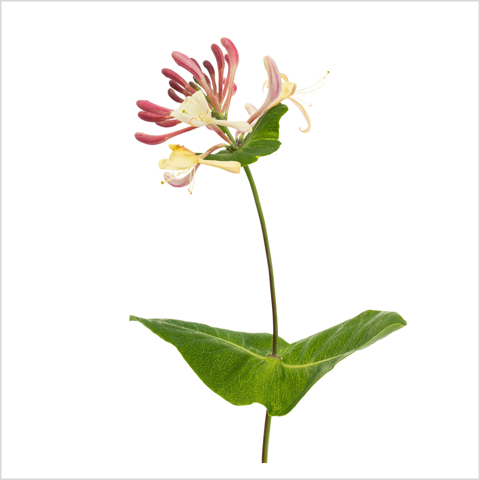 32f8060524d94.png