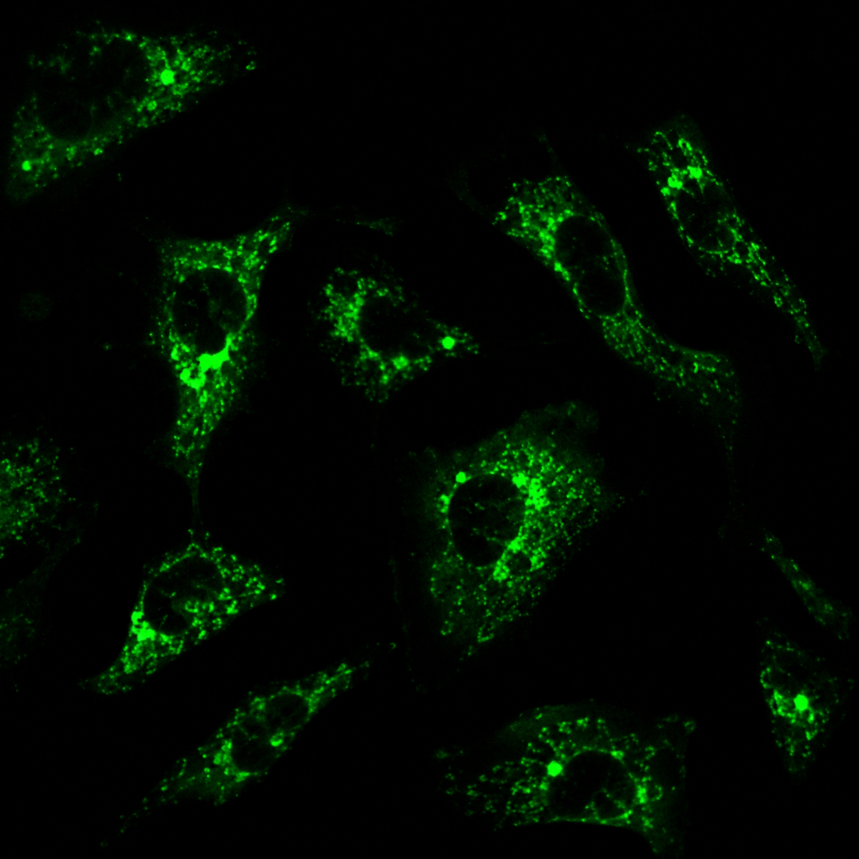 Scratch wound healing microscopy image