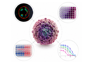 Organoid strategy 항암 평가 전략 이미지