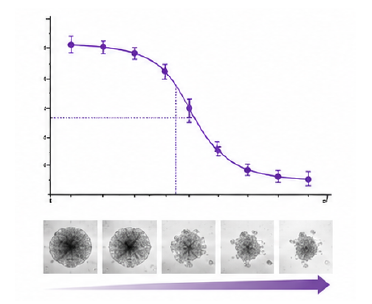 오가노이드 세포독성 dose response curve 결과 이미지