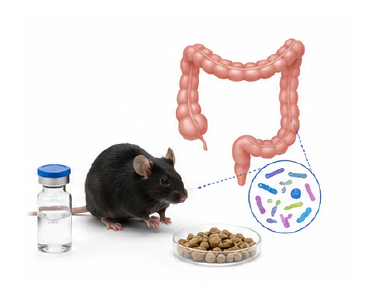 장내미생물 개선 동물모델 dysbiosis 모델 유도 이미지