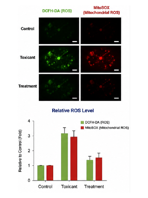 ROS oxidative stress result image