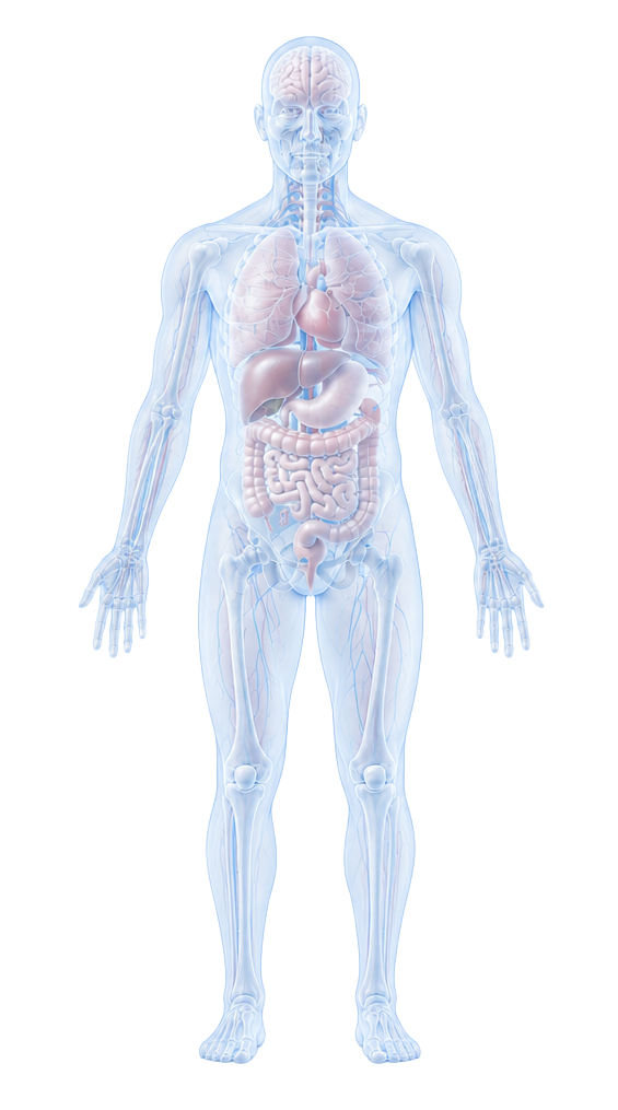 In vivo efficacy 평가 분야 인체 기관 지도
