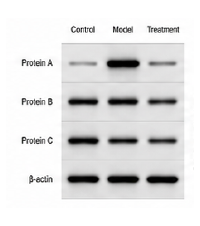 Western blot Data