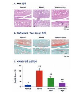 골관절염 개선 동물모델 H&E Safranin O Fast Green 조직염색 이미지 예시