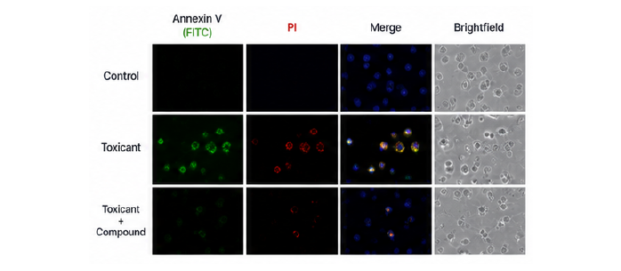 Annexin V PI 형광 이미지 결과 예시