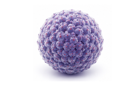 Tumor spheroid 모델 이미지