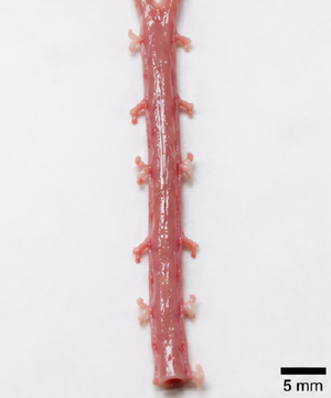 Rat aorta 조직 확보