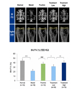 골다공증 개선 동물모델 대퇴골 micro CT 비교 이미지 예시