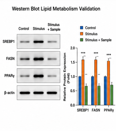 Western Blot Lipid Metabolism Validation 예시